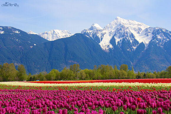 Skagit Valley tulip fields in bloom